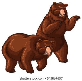 Two grizzly bears on white background illustration
