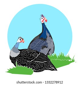 Two Guinea fowl in grass domestic bird vector graphics