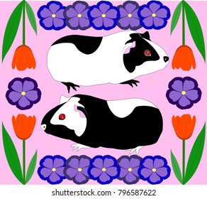 Two guinea pigs