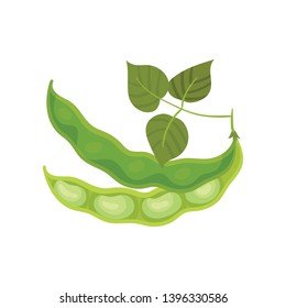 Two half bean pod with leaves. Vector illustration on white background.