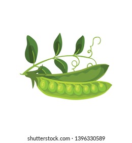 Two half pea pod with leaves. Vector illustration on white background.