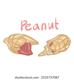 Two halves of a split peanut. The left side shows the inside of the peanut with the red bean, indicating that the peanut has been split. The right side shows the shell with one bean inside.