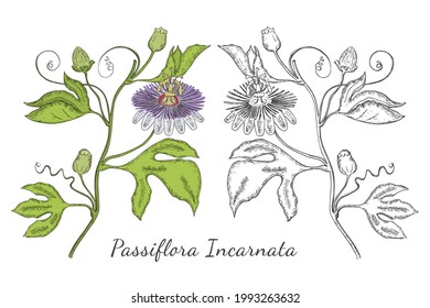 Two Hand Drawn Branch of Purple Passionflower made with color and without. Sedative Herbal with Named Passiflora Incarnata Isolated. Ideal for Magazine, Recipe book, Poster, Cards, Menu cover etc.