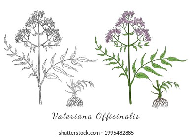 Two Hand Drawn Branch of Valerian with Root made with color and without. Herbal with Latin Name Valeriana Officinalis isolated on white. Herbal Medicine Component with Wide Range of Application.