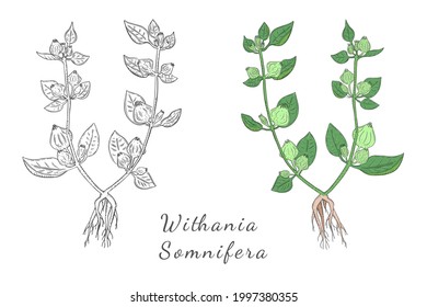 Zwei handgezeichnete Bushs von Ashwagandha, mit Farbe und ohne, einzeln auf weißem Hintergrund. Kräuterpflanze mit lateinischem Namen Albanien Somnifera. Packungsbeilage für traditionelle indische Kräutermedizin.