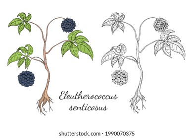 Two Hand Drawn Bushes of Siberian Ginseng