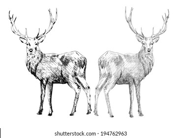 Two hand drawn deers. Vector Illustration.