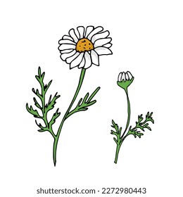 Zwei handgezeichnete Blumen einzeln auf weißem Hintergrund, Kamillenblumen, Vektorgrafik