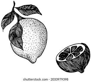 Two hand drawn lemons in retro style, black lined detailed lemon drawings