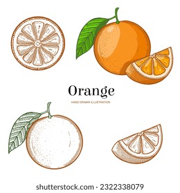 Two hand drawn oranges and three slices isolated on white background. Vegetarian, organic food. Vector Illustration.