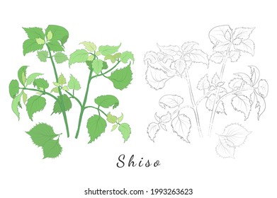 Two Hand Drawn Picture of Shiso or Perilla Mint with Color Fill and without. Vibrant Shiso Bushes Isolated on White. Ideal for Magazine, Recipe book, Poster, Cards, Menu cover, any Advertising.