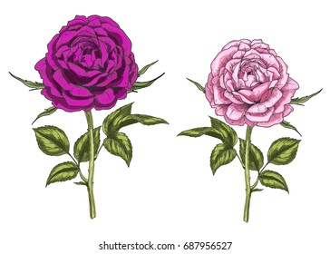 Two hand drawn pink and purple rose flowers isolated on white background. Botanical vector
