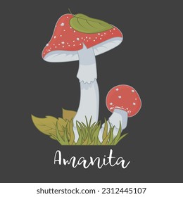 Two Hand Drawn Red Amanitas in Grass and Fallen Leaves on Black Background