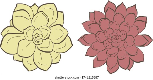 Suculentos dibujados a mano con contorno marrón oscuro, ilustraciones vectoriales