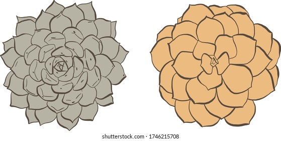 Two hand drawn succulents with dark brown outline, vector illustrations