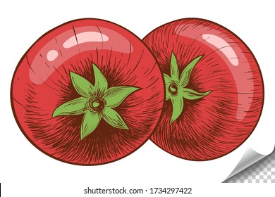 Two hand drawn tomatoes isolated on a white background. Vector engraving color illustration.