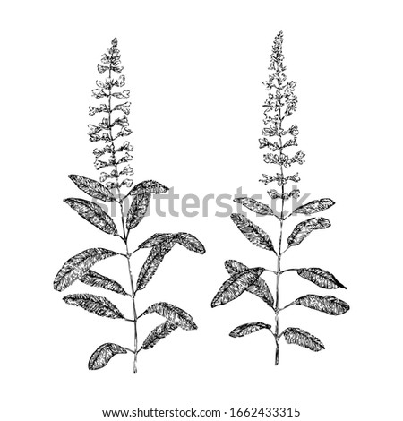 Two hand drawn wild blossom plants. Outline flowers sketch ink drawn. Black isolated botanical vector illustration on white background.