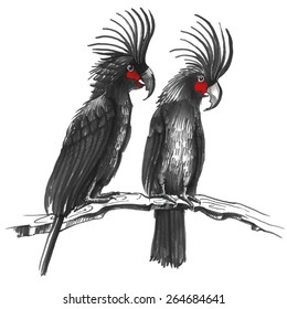 Two  Hand-drawing palm cockatoos sitting on the branch 