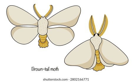 Two hand-drawn butterflies with snow-white wings and a thick, golden-red tuft of hair at the tip of the abdomen. Their antennae are also fluffy and golden in color. Brown-tail moth. 