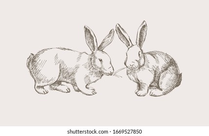 Two hand-drawn cute rabbits pets pets on a light background. White hares are wild forest animals. Vintage vector illustration.