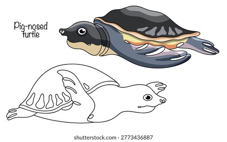 Two hand-drawn freshwater soft-shell turtles. They have broad, flipper-like limbs and a long snout with an elongated, tube-shaped nose. Pig-nosed turtle.