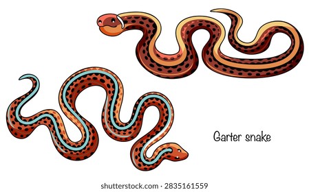 Two hand-drawn garter snakes with different color patterns. A slender snake with a slim body and a short head. The coloration features a dark base with longitudinal light stripes.