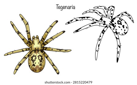 Two hand-drawn, large spiders with elongated bodies and long legs. Their coloration is brownish-brown. There is a dark herringbone pattern on the cephalothorax and abdomen. The legs are spotted.