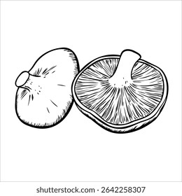 Two hand-drawn mushrooms, one whole and one sliced, showcasing their gills and caps. The illustration emphasizes the natural details of the fungi.