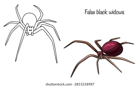 Two hand-drawn spiders. False black widows. The spiders have round, shiny abdomens and long, slender legs. They are dark in color. Isolated vector on a white background for various uses. 