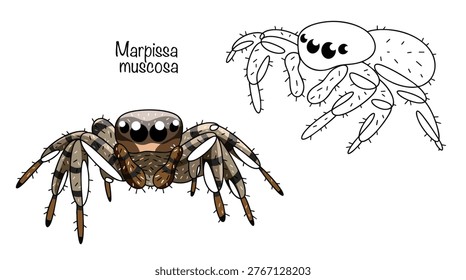 Two hand-drawn spiders with large eyes and bodies covered in short hairs, creating a camouflage pattern. Isolated vector for various uses. Marpissa muscosa.