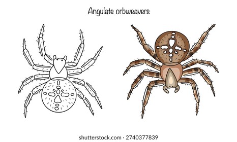 Two hand-drawn spiders with large, rounded abdomens and relatively short, sturdy legs. On the upper side of the brown abdomen is a distinctive light-colored cross-shaped pattern of white spots.