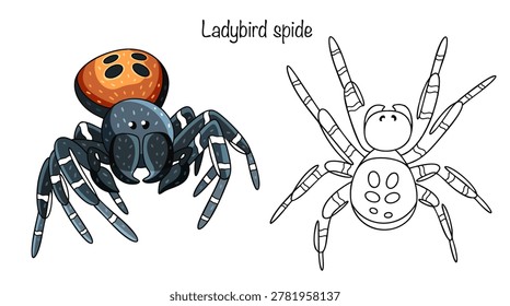 Two hand-drawn spiders with vibrant colors. Their black abdomens are decorated with large red or orange spots, and their legs are typically dark and powerful. Ladybird spide.
