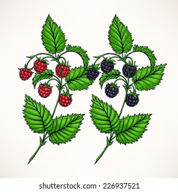 two hand-drawn sprigs with raspberries and blackberries