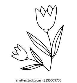 two hand-drawn tulips on an isolated white background.