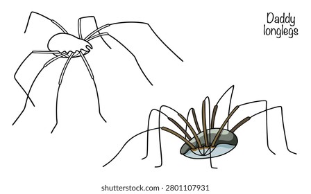 Two hand-drawn, unusual spiders for different uses. A small arachnid with a nearly spherical body and extremely long, thin legs that are many times longer than its body. Gray-brown coloration.