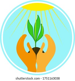 two hands holding a plant with three leaves under the sun