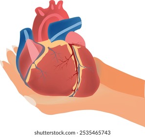 Dos manos sosteniendo un corazón anatómico realista, que simboliza la salud cardiovascular y la donación de órganos