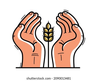 Two hands with ripe spike protecting and showing care vector flat style illustration isolated on white, cherish and defense for food and harvest concept, against famine.