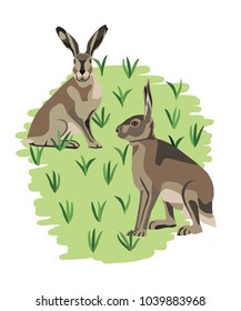 Two hares on grass