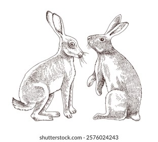 Two hares sitting in front of each other