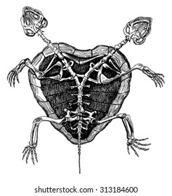 Two headed turtle skeleton vector. Vintage engraved illustration