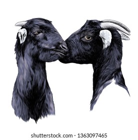 two heads of goats boy and girl touch each other cute kiss, sketch vector graphic color illustration on white background