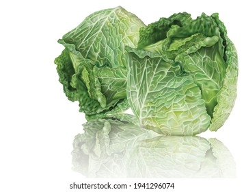 Two heads of savoy cabbage on a white background. Mesh vector illustration