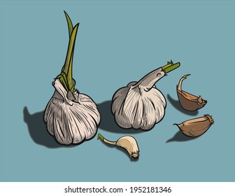 Two heads of sprouted garlic with green shoots and three cloves lie on a blue background. Vector illustration, EPS 10. The concept of aromatic spices. Colored still life.
