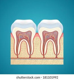 Two healthy human tooth in cutaway on blue background