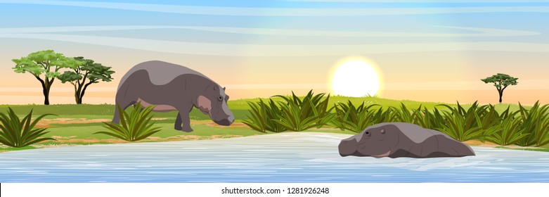 Two hippos in the savannah. Hippo swimming in the lake. Wild animals of Africa. Realistic Vector Landscape