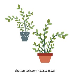 Two home flowers in beautiful pots, isolated on a white background. Flat style, design for your.