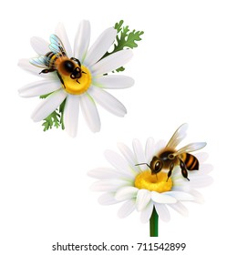 Two honey bees collecting nectar from daisy flowers realistic icons set on white background isolated vector illustration   