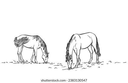 Two horses eating grass, Freehand sketch, Hand drawn illustration of domesticated grazing animals