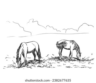 Two horses grazing in a meadow eating grass, Freehand sketch, Hand drawn illustration of domesticated animals